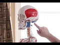 Bones and Bony Landmarks Visual Aid Lakewood School of Therapeutic Massage