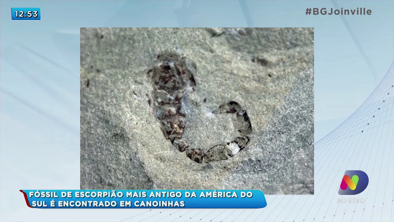 Fóssil de escorpião mais antigo da américa do sul é encontrado em Canoinhas