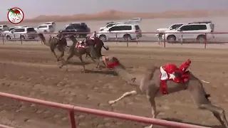 شارة الصندوق بميدان الرقيعات السبت 2025 02 22 الشوط 6 الشبابيه لـ ناصر سيف سالم الدرعي 