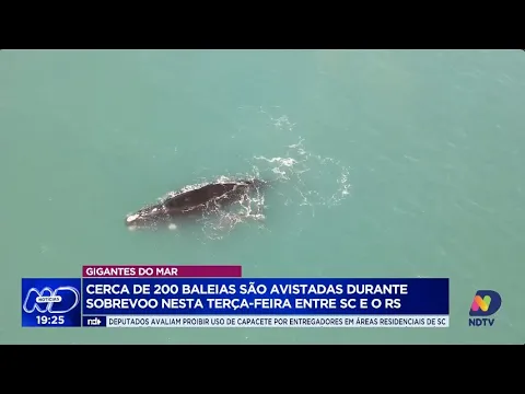 Gigantes do mar: pesquisadores avistam 200 baleias entre SC e RS