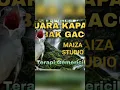 Download Lagu masteran burung kapas tembak+suara terapi air