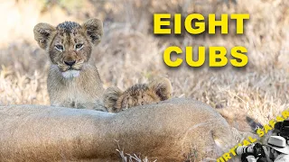 The Gijima Males Have Eight Cubs | Virtual Safari #333