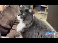 Quincy Humane Society shares advice on protecting pets during the winter weather
