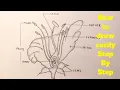 Draw a labelled diagram of the longitudinal section of a flower easily - step by step