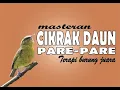 Download Lagu Burung Cikrak  Daun atau Pare Pare - Terapi burung juara