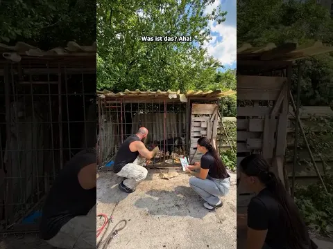 Leben retten 🫶🏽 #savethedogsbih #pleasehelp #pleasedonate #animals #rescueddogs