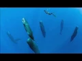 Sperm Whales Sleeping Vertically - Unusual Sleep Behavior