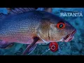 Catch And Release Super Red Eye Bohar | Crazy Fishing Adventure Mapia Atoll  Pacific Ocean | 2023