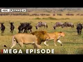 World's Deadliest MEGA EPISODE | 4K UHD | Nature Animal Documentary