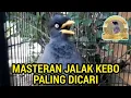 Download Lagu 🔴 MASTERAN JALAK KEBO PALING DICARI PARA KICAU MANIA