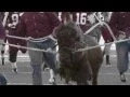 West Texas A M University Buff Pride 2015