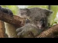 Sleeping Music, Deep Sleep Music, Insomnia, Sleep Therapy, Meditation, Study, Zen, Spa, Sleep, ☯131