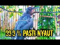 Lagu Srigunting abu abu gacor AMPUH buat PANCINGAN srigunting abu biar bunyi | burung srigunting gacor