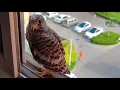 Download Lagu A Wild Kestrel Landed on My Window—And We Became Friends