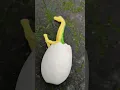 Download Lagu Dino egg is hatching #dinosaur #jurassicworld #jurassicworldevolution2 #dinosaurs #jurassicpark #fyp