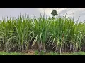 Download Lagu PART 2 Pemberian Pupuk terakhir pada Tanaman Tebu Usia 3,5bln + Sugarcane plant farming