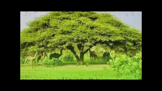 علين و هاوه  باقزيه  روعه دندنها