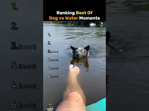 Ranking Best Of Dog Vs Water Moments