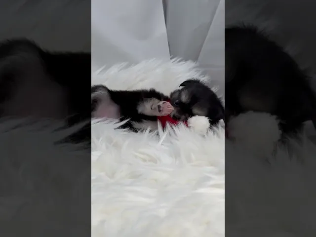 動画