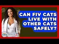 Can FIV Cats Live With Other Cats Safely - Ask A Pet Vet