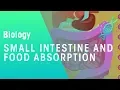 Small intestine and food absorption Physiology Biology FuseSchool
