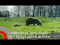 Lagu IJsbeertje Otis verkent voor eerste keer de buitenwereld