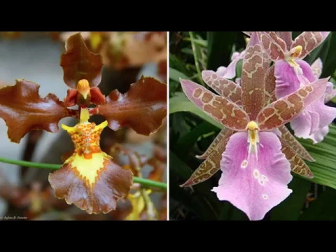 COMO CUIDAR DE ORQUÍDEAS E CRIAR SEUS PRÓPRIOS HÍBRIDOS
