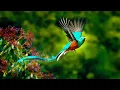 Download Lagu Gentle music, calms the nervous system and pleases the soul - healing music for the heart