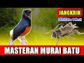 Download Lagu MASTERAN MURAI BATU - suara Jangkrik jernih keras berjeda 1 menit FULL 1 JAM variasi 2