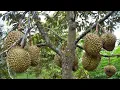 Lagu TRIK MEMAKSA POHON DURIAN CEPAT BERBUAH