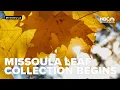 Download Lagu Missoula leaf collection starts next week