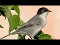 Download Lagu MASTERAN GACOR \u0026 PIKAT MURAI AIR SUARA PANCINGAN | KICAU MERDU ASLI SUARA BURUNG