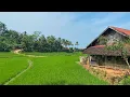Lagu KECAPI SULING SUNDA MERDU DENGAN HAMPARAN SAWAH INDAH | Suasana Pedesaan Jawa Barat, Garut, Caringin