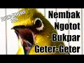Download Lagu Bikin Pleci Nembak Ngotot Bunyi!!!