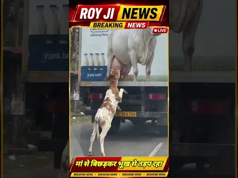 मां से बिछड़कर भूख से तड़प रहा था बछड़ा. तभी ट्रक पर दिखी गाय #cow #royjinews