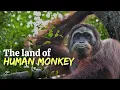 Download Lagu Borneo Jungle story English | Forest trekking and Boating in Indonesia | Orangutan and monkeys