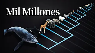 ¿Por qué los mamíferos tienen mil millones de latidos en toda su vida?