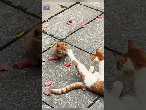 The mother cat taught her mischievous kitten a lesson. #cat #kitten