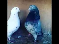 Download Lagu kabutar voice Pigeon sound video clip