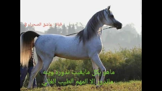 شيله   ماهو بكل من يغيب ندوره وينه  كلمات   غازي مشخص   أداء   عبدالله الطواري   تصميم   عاشق الصحرا دندنها