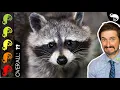 Raccoon The Best Pet Mammal