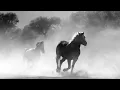 Download Lagu Suara Langkah Kaki Kuda Berlari Berjalan.. Sound Effect