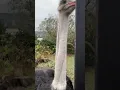 Download Lagu What sound does an ostrich make? Welk geluid maakt een struisvogel?