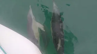 Sailing Around South Australia