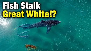 Great White Gets Harassed by Fish at the Beach in San Diego!
