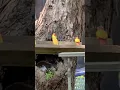 Squirrels napping in the tree on a hot day