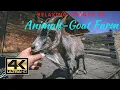 Download Lagu 4k Peaceful Goat Farm | Enjoy the relaxing atmosphere of the Animals | Animal Farm with young Goats