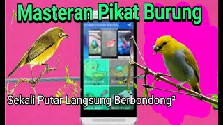 Download Masteran Pikat Burung || Kicau Burung Mp3 MP3