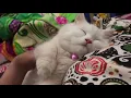 Sleeping cat GIF