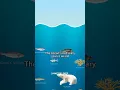 Download Lagu Deep-sea creatures 💀 #scary #ocean #animals #marineanimals